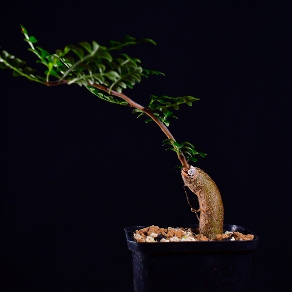 3X6 根挿し パワータンク オペルクリカリア・デカリー Operculicarya decaryi コーデックス 塊根植物 2.5号鉢拍卖