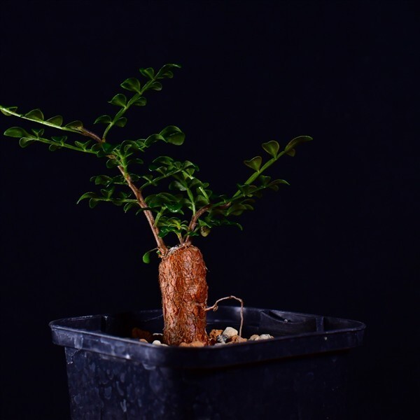 3X5 根挿し パワータンク オペルクリカリア・デカリー Operculicarya decaryi コーデックス 塊根植物 2.5号鉢拍卖