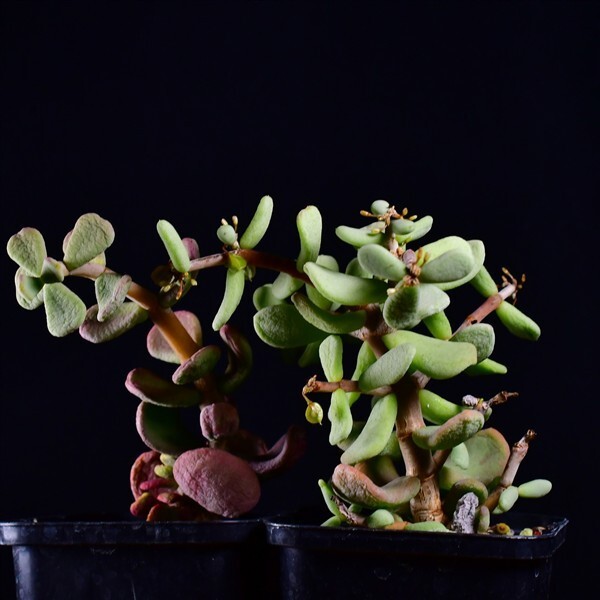 3X4 実生 2株セット ケラリア・ピグマエア Ceraria pygmaea コーデックス 塊根植物 2.5号鉢拍卖