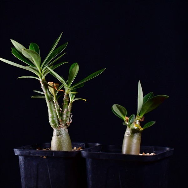 3X3 実生 2株セット アデニウム・ソマレンセ/キングコング コーデックス 塊根植物 2.5号鉢拍卖