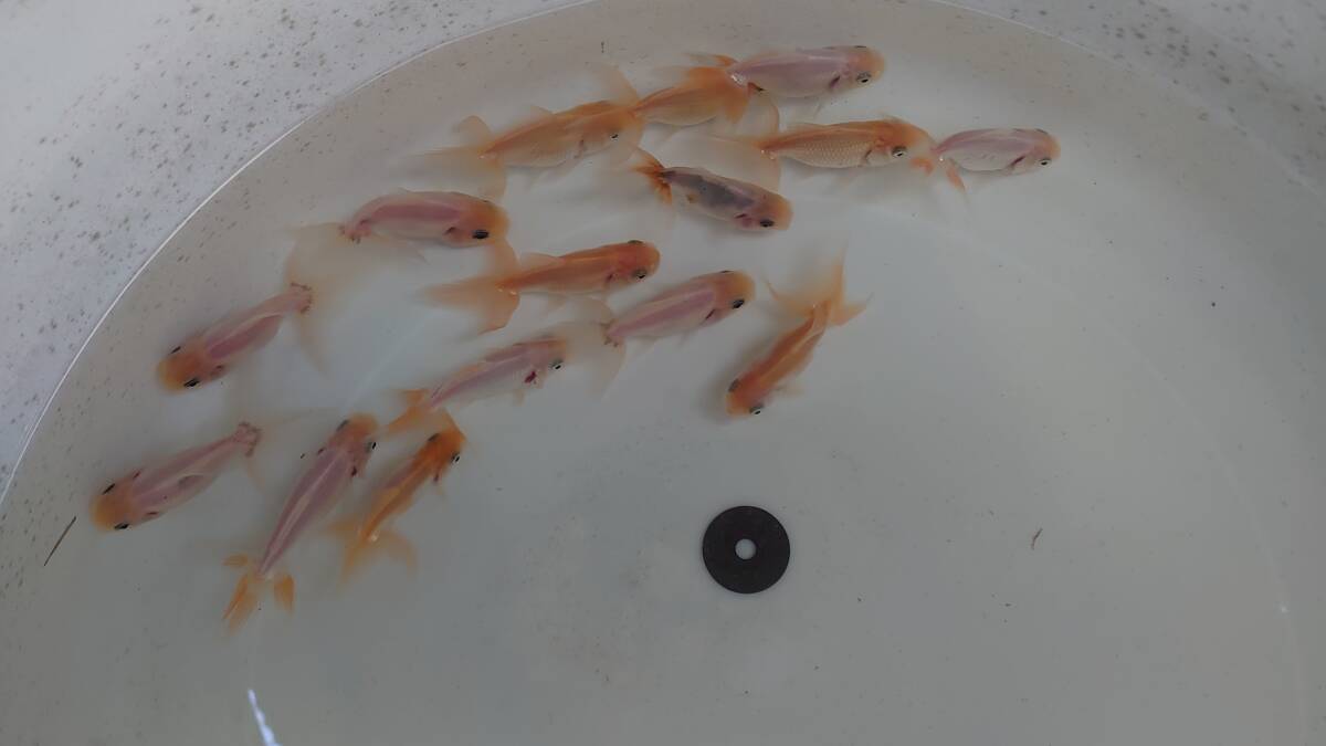 【画像の鈴木東・四国オランダ・選別漏れ15匹/当歳魚】十拍卖