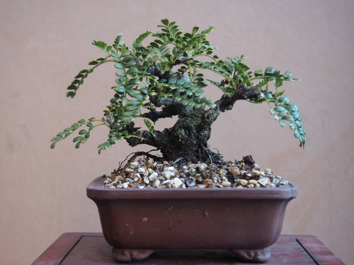 イソザンショウ 45 磯山椒 天梅  コケ順のよい小品盆栽 拍卖