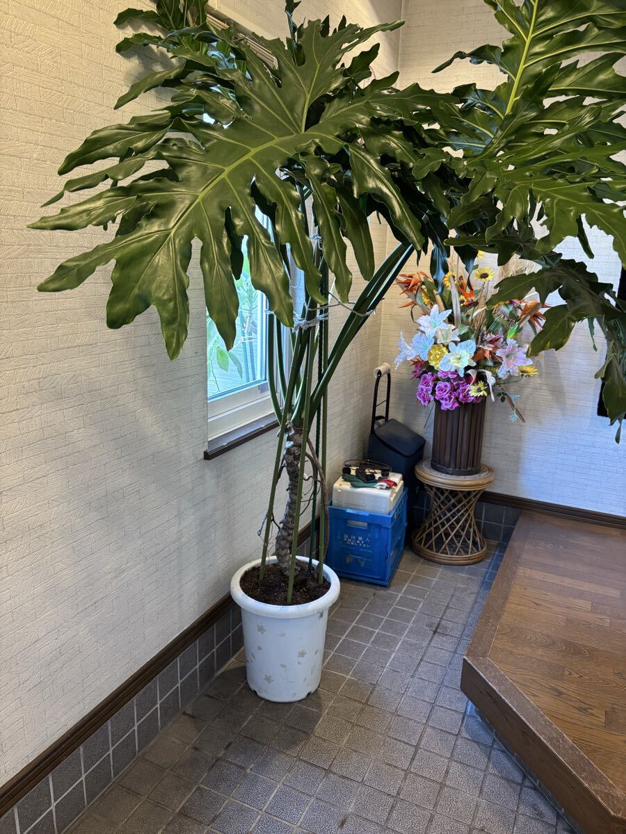 (手渡しのみ)大型 2mフィロデンドロン・セローム拍卖