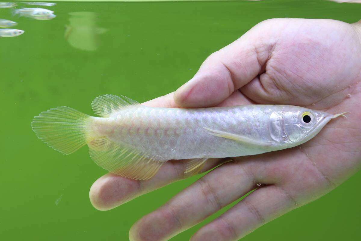 AquaProgress マーライオンロイヤル NO.1拍卖