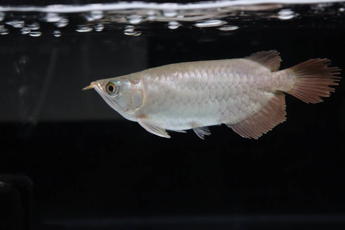 AquaProgress ウルティメイトスタイルらっきょう拍卖