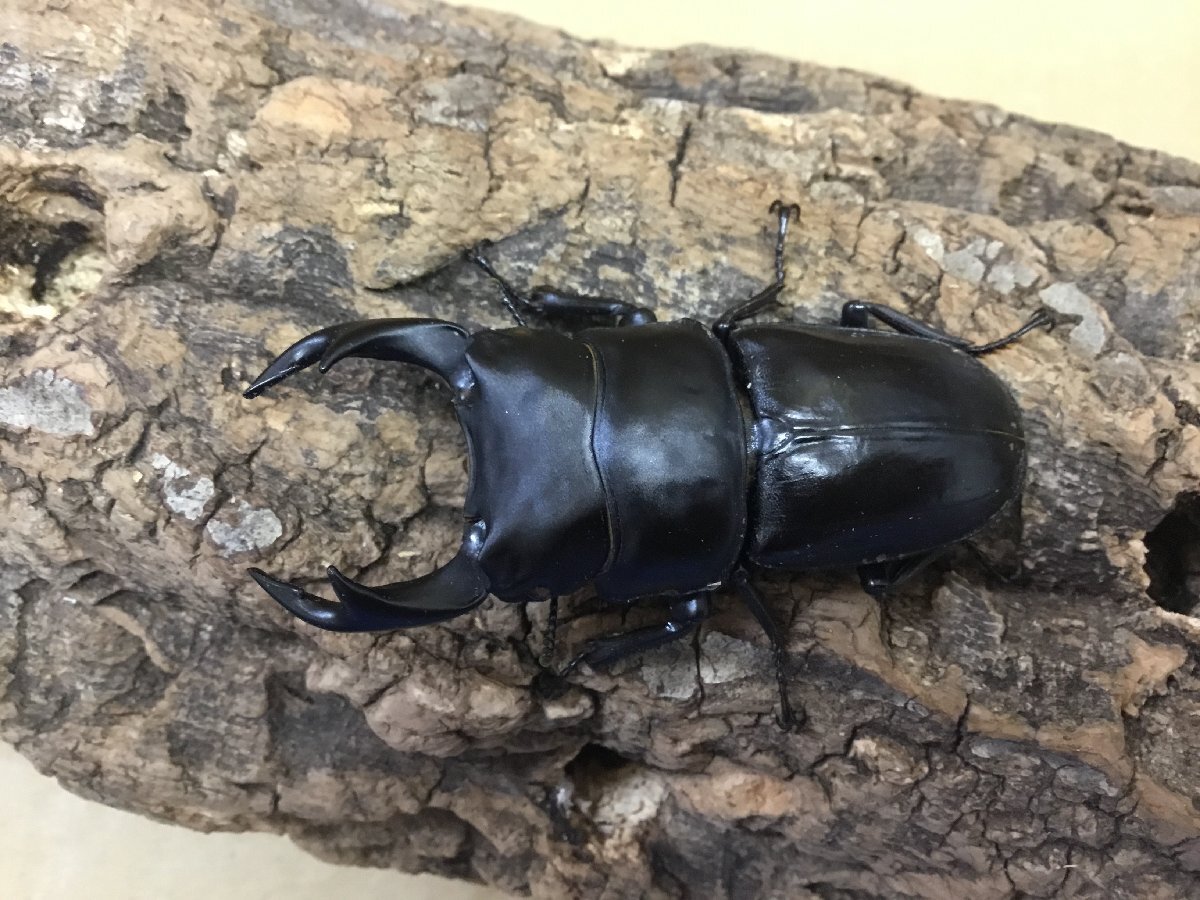 元祖MOTOKI-WE 成虫ペア♂71ミリ♀46ミリ【繁殖オオクワガタ】拍卖