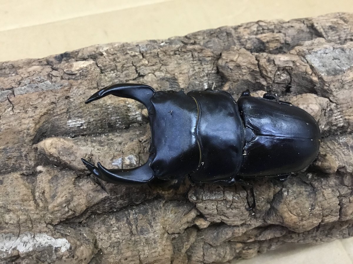 元祖奈良輪川西/ちなみ爆発ライン ♂のみ訳あり ♂1頭 ♀2頭【繁殖オオクワガタ】拍卖