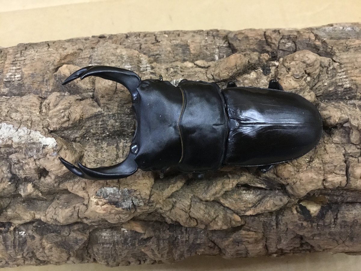 能勢YG血統 成虫ペア ♂87.2ミリ♀56.6ミリ【繁殖オオクワガタ】拍卖