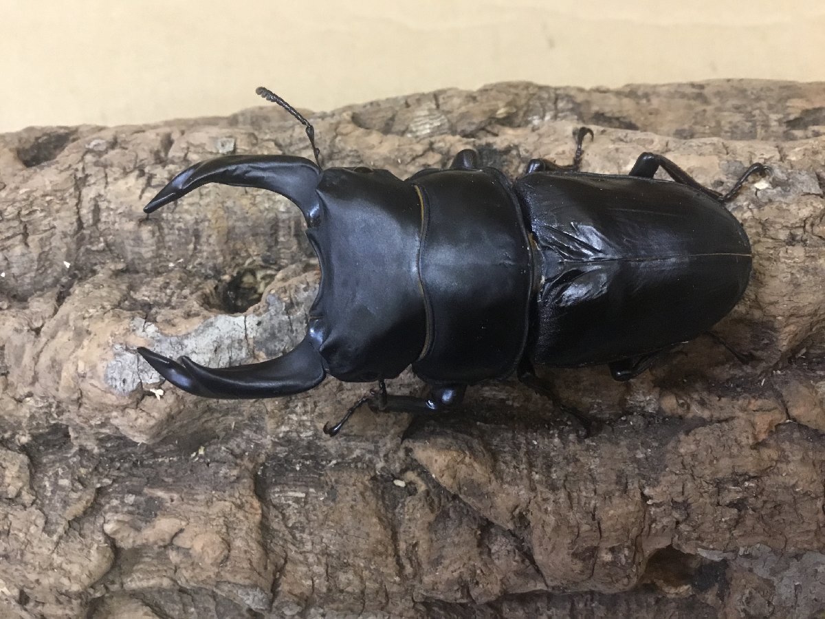 能勢YG血統 成虫ペア♂86.9ミリ♀55.0ミリ【繁殖オオクワガタ】拍卖