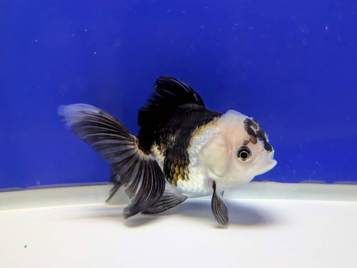 オランダ獅子頭 パンダカラー 約10cm デコ柄タイプ拍卖