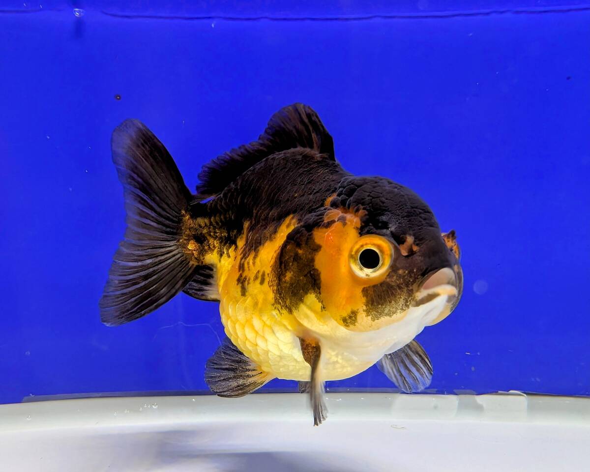 オランダ獅子頭 ショートテール 約10.5cm 丸くて可愛い拍卖