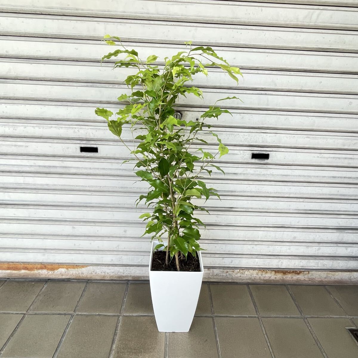 ベンジャミン・レジナルド やさしい枝姿の観葉植物 H90cm前後拍卖