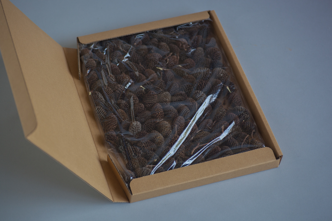 草木染★ヤシャブシの実・大粒・クリックポスト専用箱いっぱい★水質調整★シュリンプ★クリックポスト拍卖