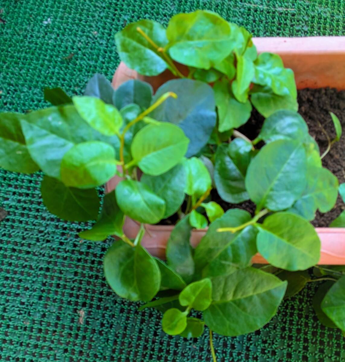 有機栽培 無農薬 無化学肥料   オカワカメの 苗(大株) 1株 育てやすく初冬まで長期収穫!拍卖