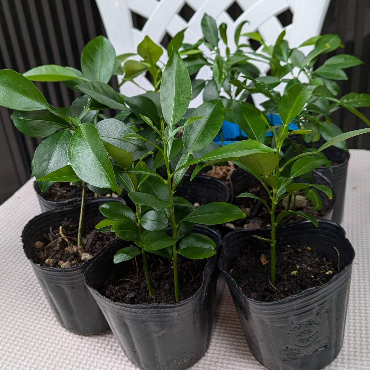 柚子 苗木 無農薬 実生苗 1本拍卖