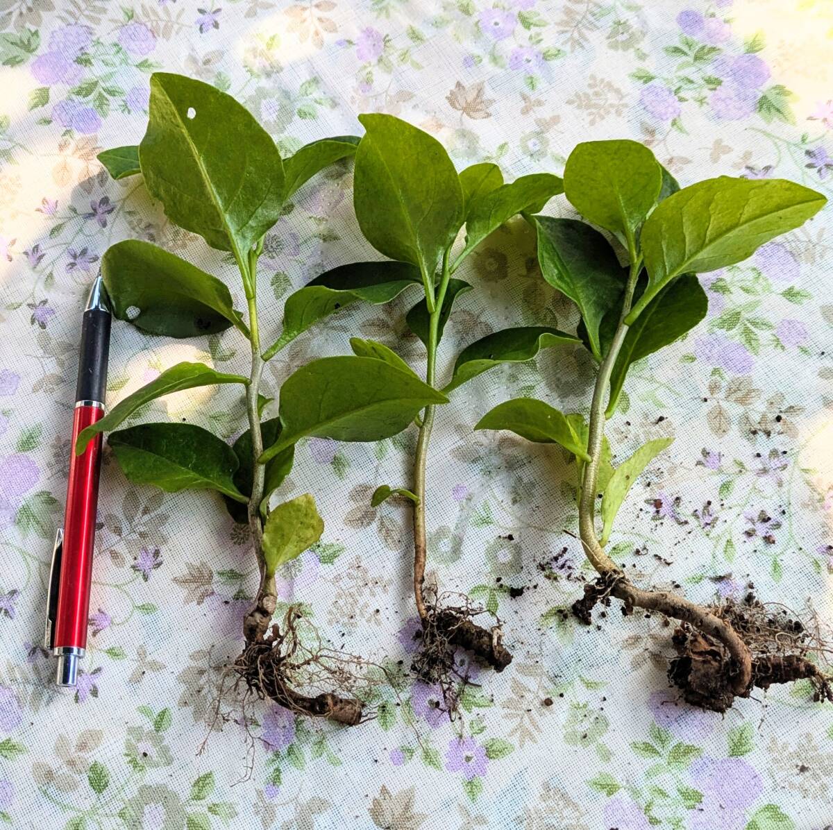 スーパーフード 無農薬 有機栽培 オカワカメ 苗(中サイズ)3株 育てやすく初冬まで長期収穫拍卖