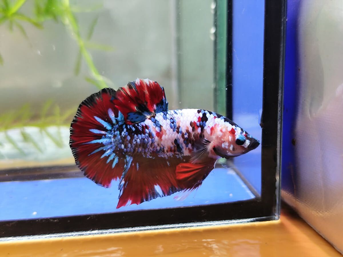 無限華セレクトベタ 【2-No.02】 (V-Betaファーム)拍卖