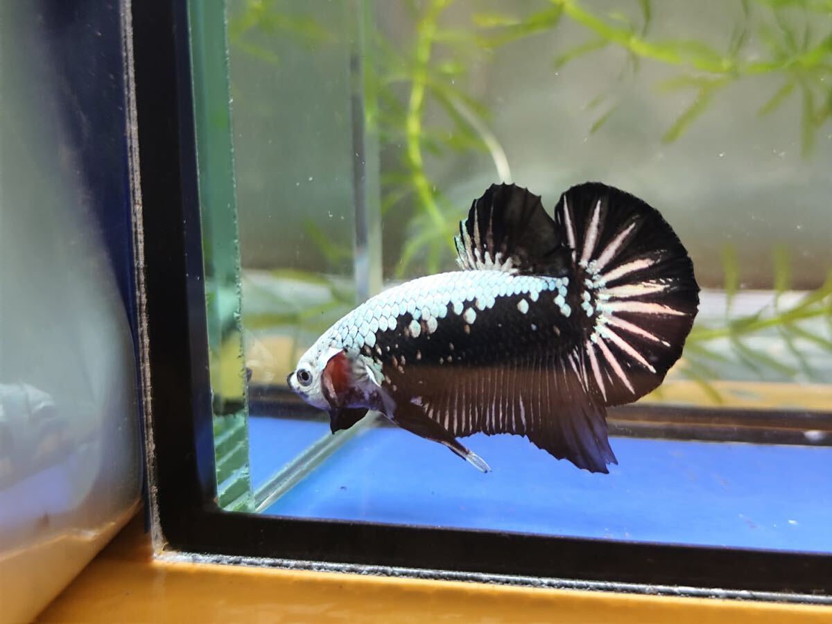 無限華セレクトベタ 【2-No.04】 (V-Betaファーム)拍卖