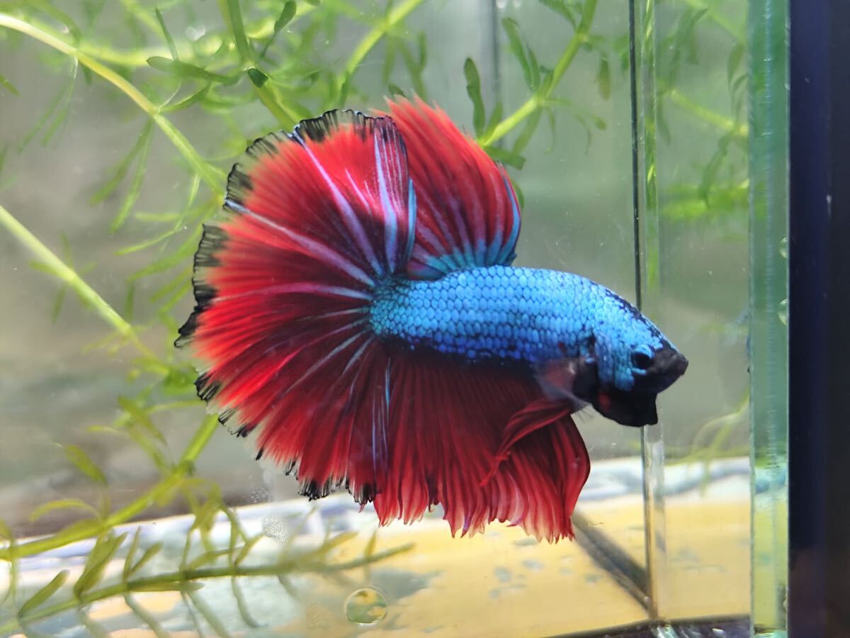 無限華セレクトベタ 【2-No.019】 (V-Betaファーム)拍卖