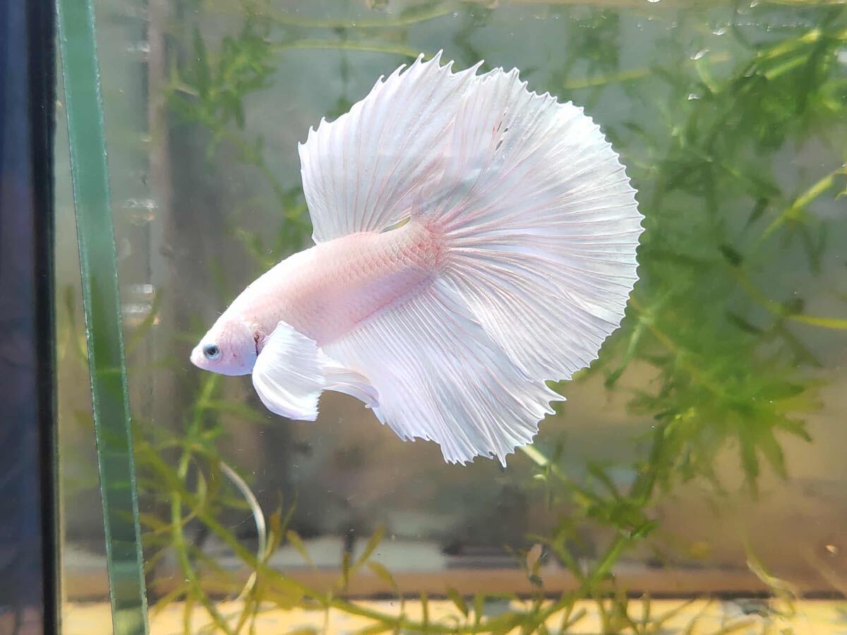 無限華セレクトベタ 【2-No.48】 (V-Betaファーム)拍卖