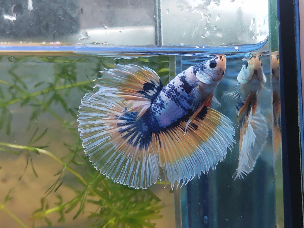 無限華セレクトベタ 【2-No.50】 (V-Betaファーム)拍卖