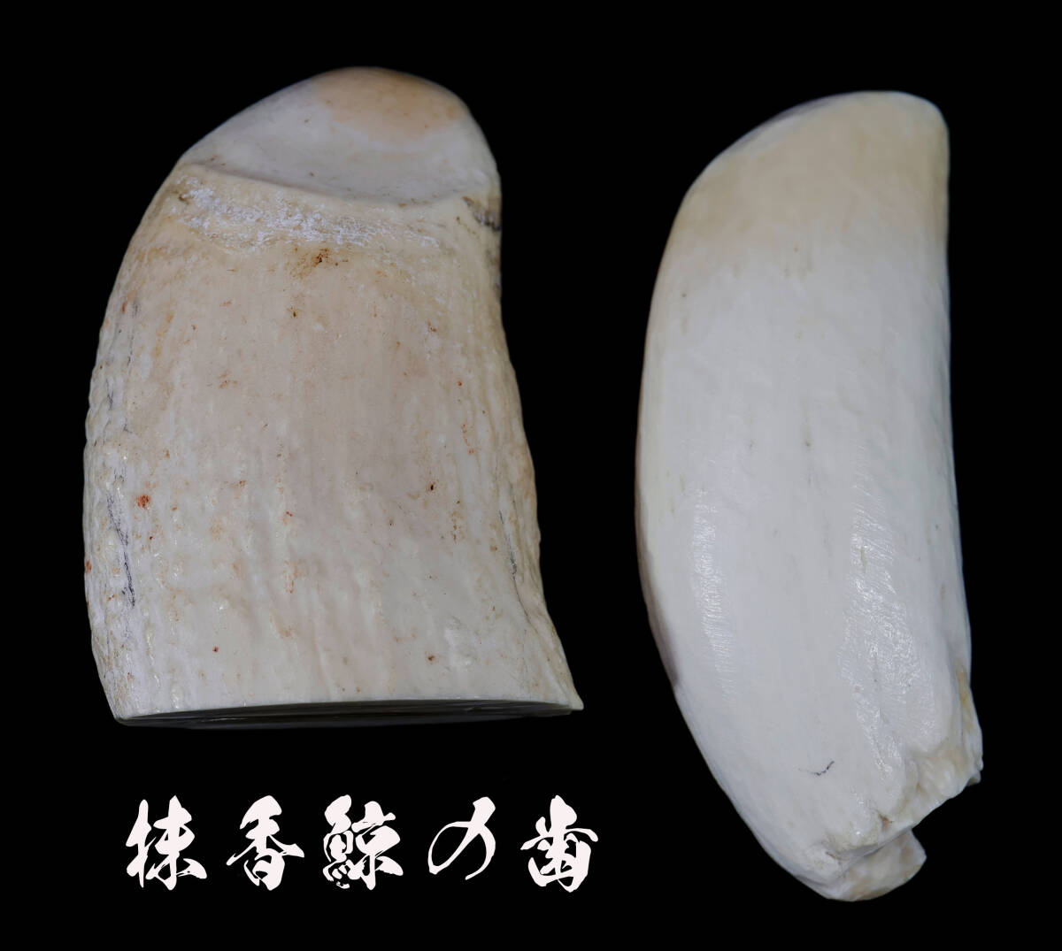抹香鯨 鯨歯 稀少部位 マッコウクジラの大きな牙 2本まとめて 古美術 彫刻材 根付 揚物 ペンダント ネックレス 天然素材拍卖