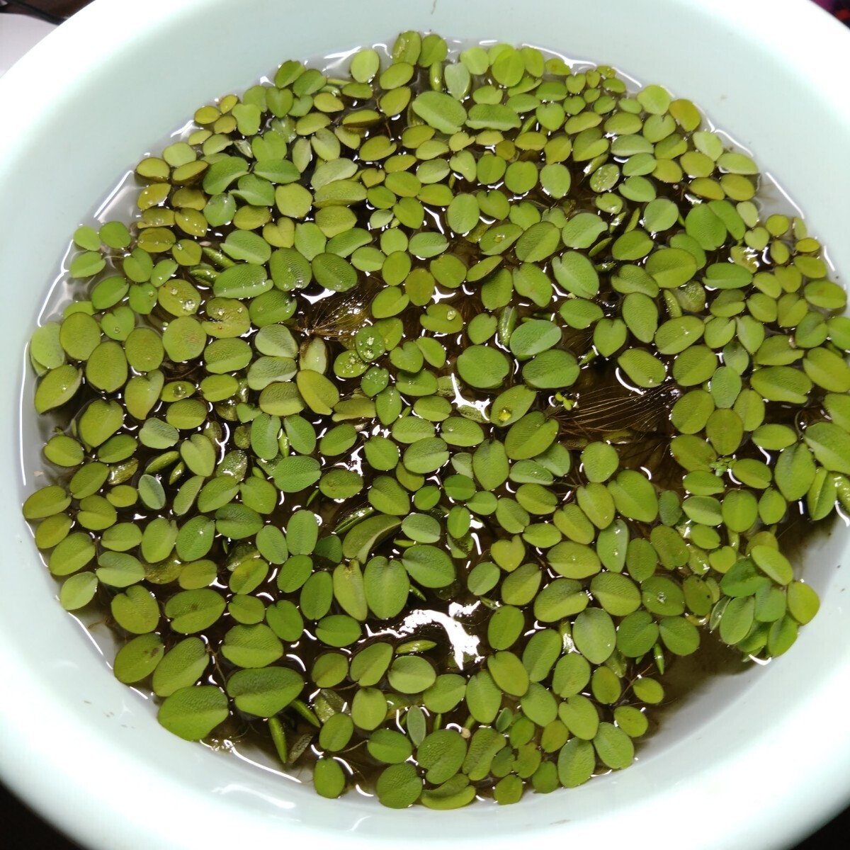 セール オオサンショウモ 30株 サルビニア ビーシュリンプ メダカ 熱帯魚 グッピー テトラ 稚魚 針子 金魚 稚魚 の隠れ家 ビオトープ 日拍卖