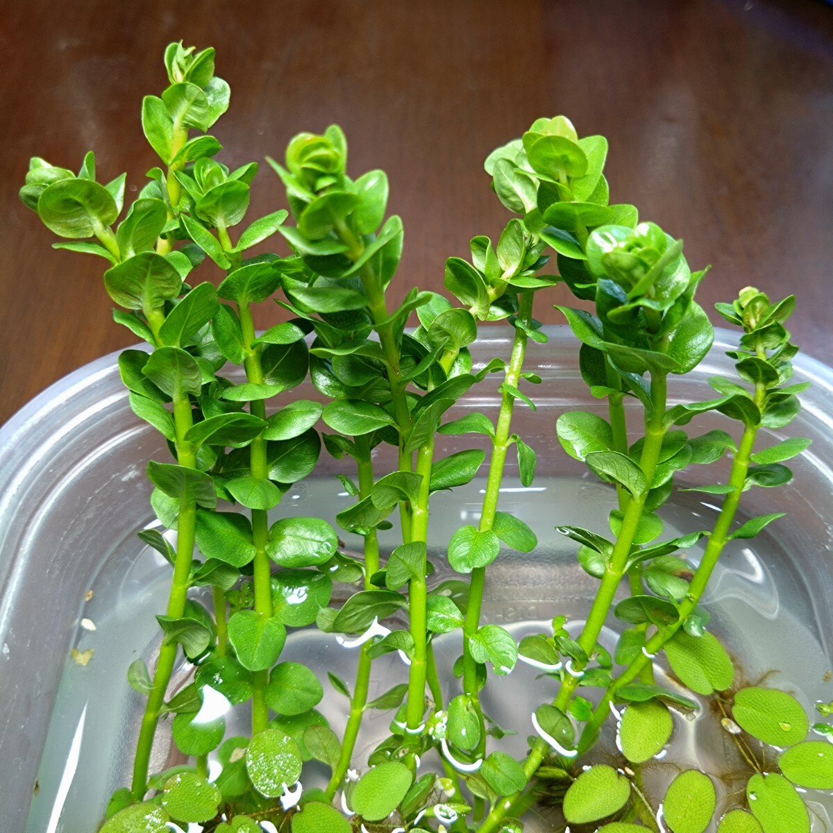 グリーン ロタラ 10本 水上葉 無農薬 ビオトープ 水草 金魚 メダカ 熱帯魚 錦鯉 ビーシュリンプ 針子 水生植物 アクアリウム拍卖