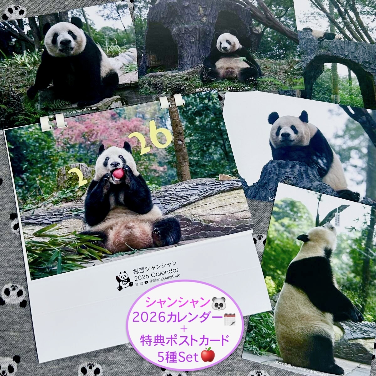 ★シャンシャン 2026年版卓上カレンダー&非売品 特典 ポストカード5種セット★ ジャイアントパンダ 香香 中国雅安碧峰峡拍卖