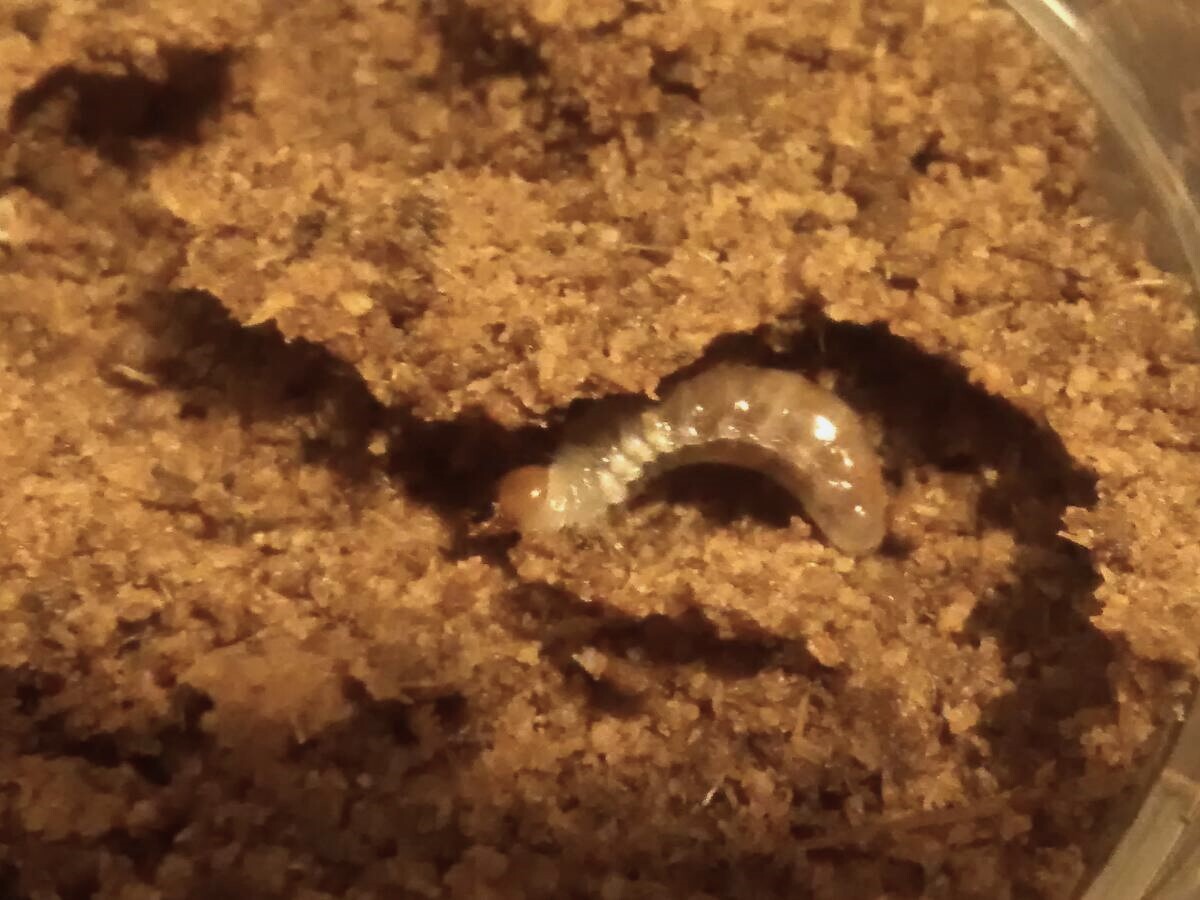 金曜日出荷 ●ゆうパック配送 国産 コクワガタ 2~3令幼虫 10匹 千葉県産 02拍卖