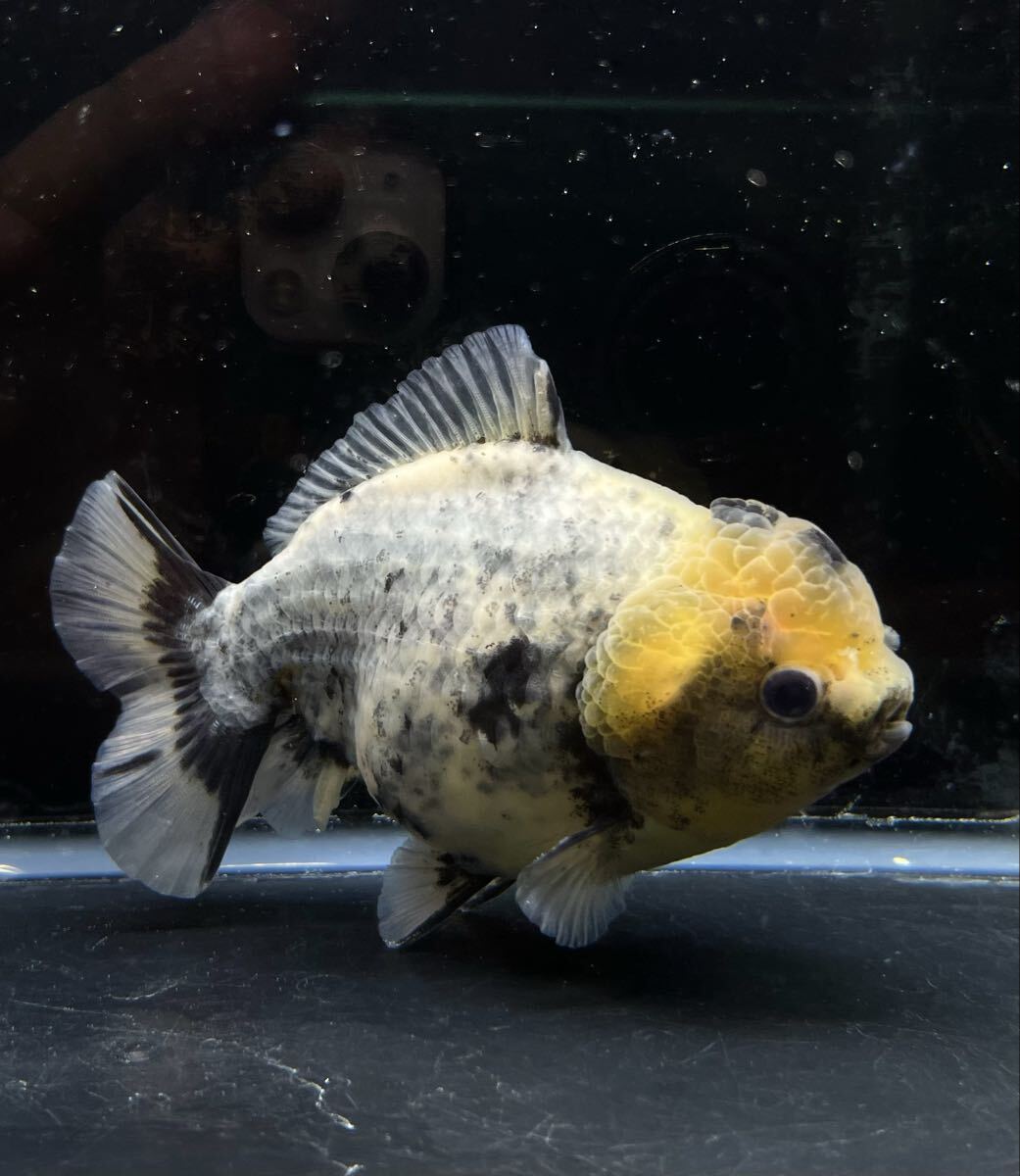 白黒オランダ ショートテール ST 金魚 中国産 人気種 レアカラー 美個体 約12cm拍卖
