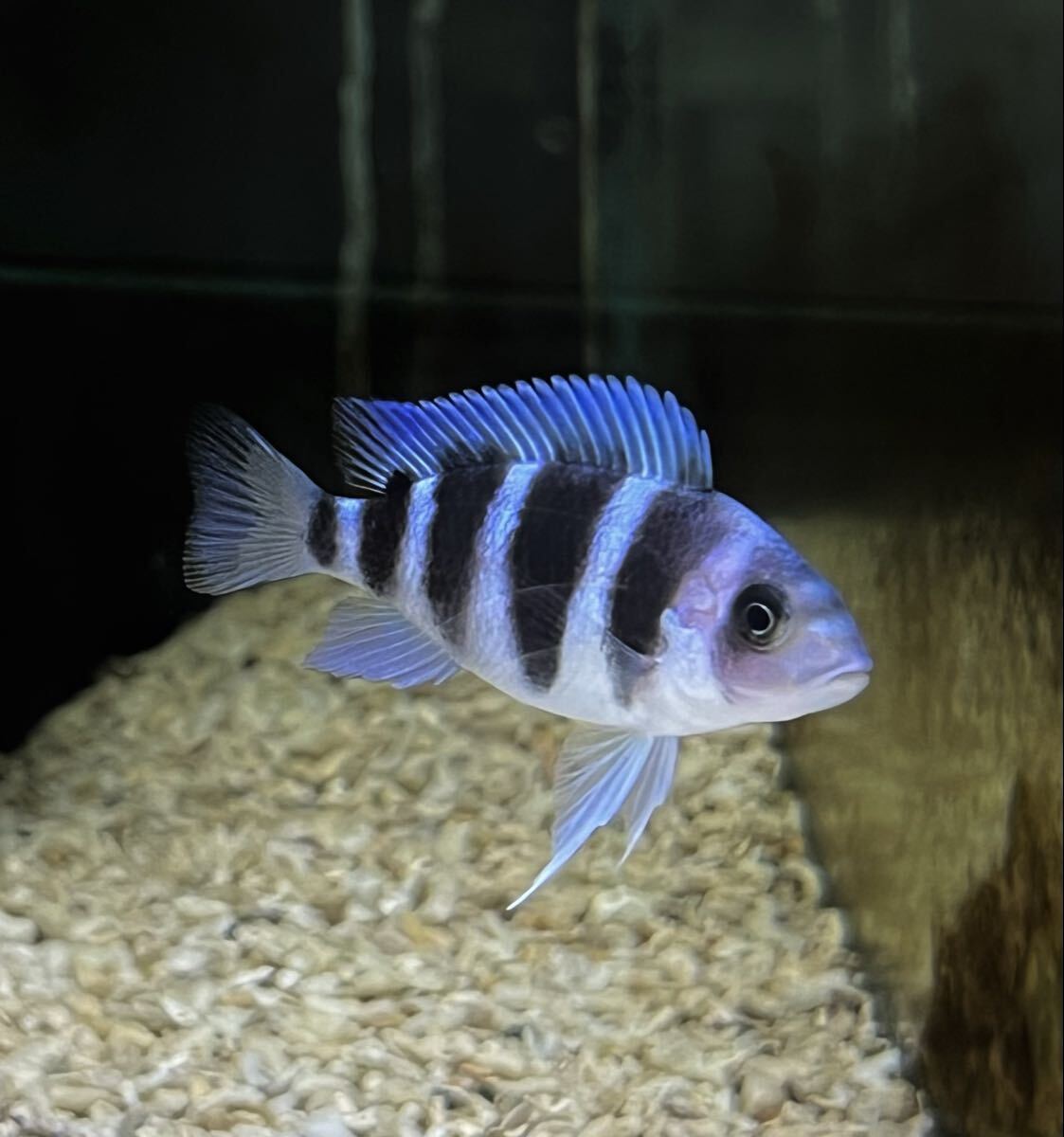 レア種 フロントーサ ブルー ムピンブエ(ピンブエ)Cyphotilapia frontosa blue mpimbwe 3匹セット拍卖