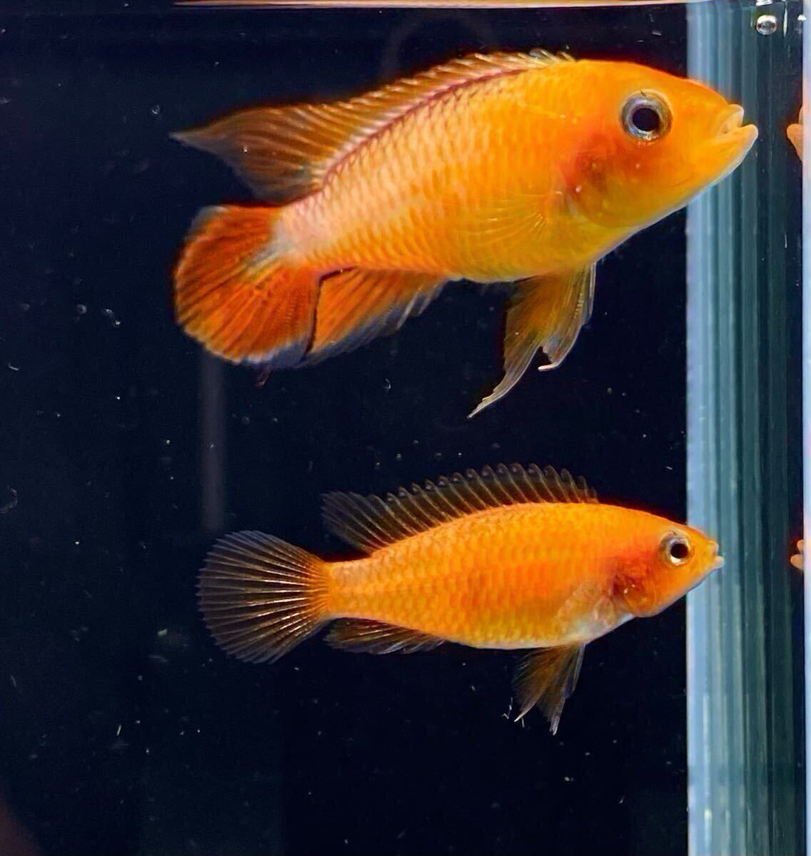 チェコ便 アピストグラマアガシジィファイヤーレッド 1ペア 若親拍卖