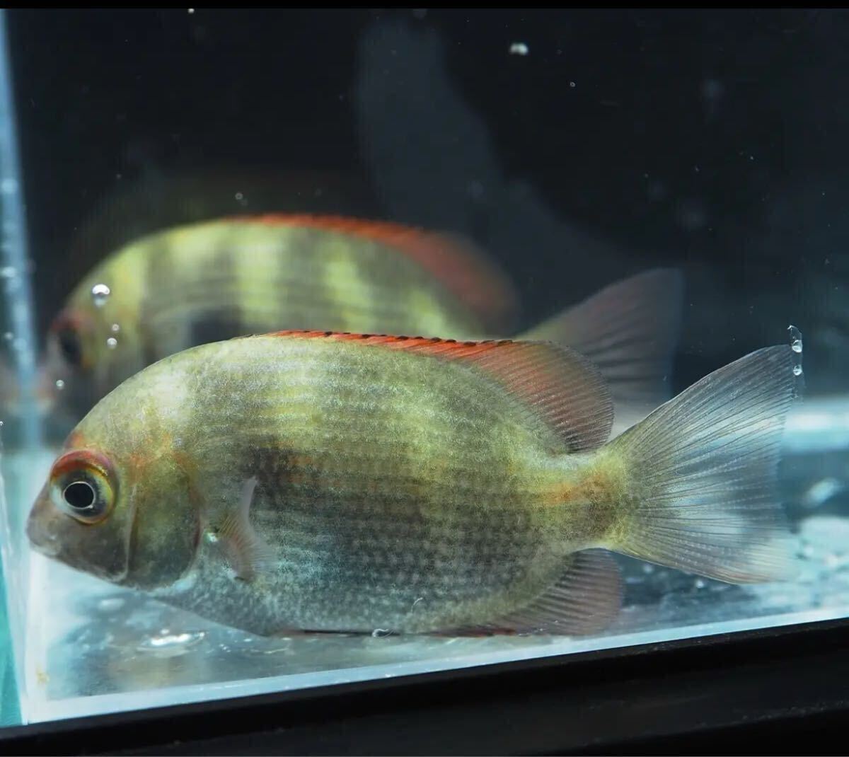 希少 幼魚 マダガスカル シクリッド メナランボ これから輝くブルーと赤ヒレの美成長株 1匹 拍卖