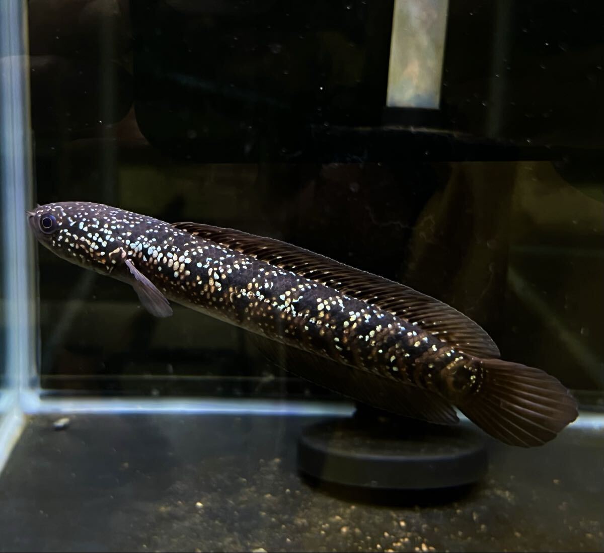 超激レア! 藍天目(藍雷龍) Blue tenmoku コウタイ ブルーテンモク スネークヘッド 熱帯魚 251015拍卖