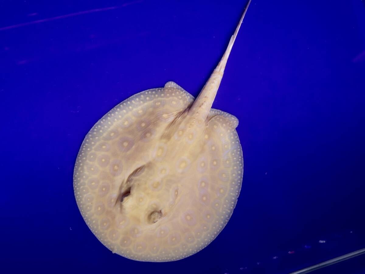 B当店内ブリード個体!!アルビノクロコダイルスティングレー♀体盤±14cm拍卖