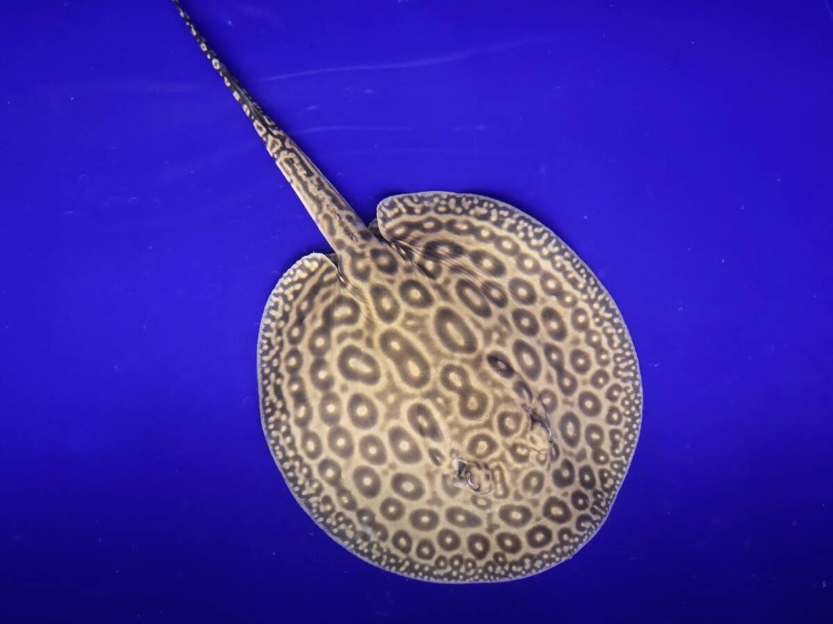 国内ブリード個体 ヘテロクロコダイルスティングレー♂体盤±14cm拍卖