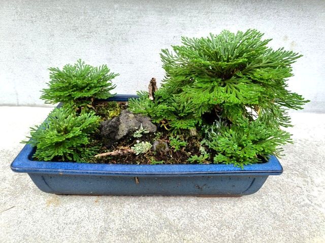 イワヒバ 盆栽 横28.5×縦19.5×高さ18cm/岩檜葉 復活草 巻柏 シダ植物 いわひば 苔 石 岩 鑑賞 趣味 園芸 古典園芸植物拍卖
