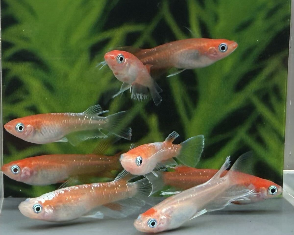 【現物出品】レッドクリフリ紅白2pr+リアル2pr計8匹アースアイ因子持ち【つむぐ】拍卖