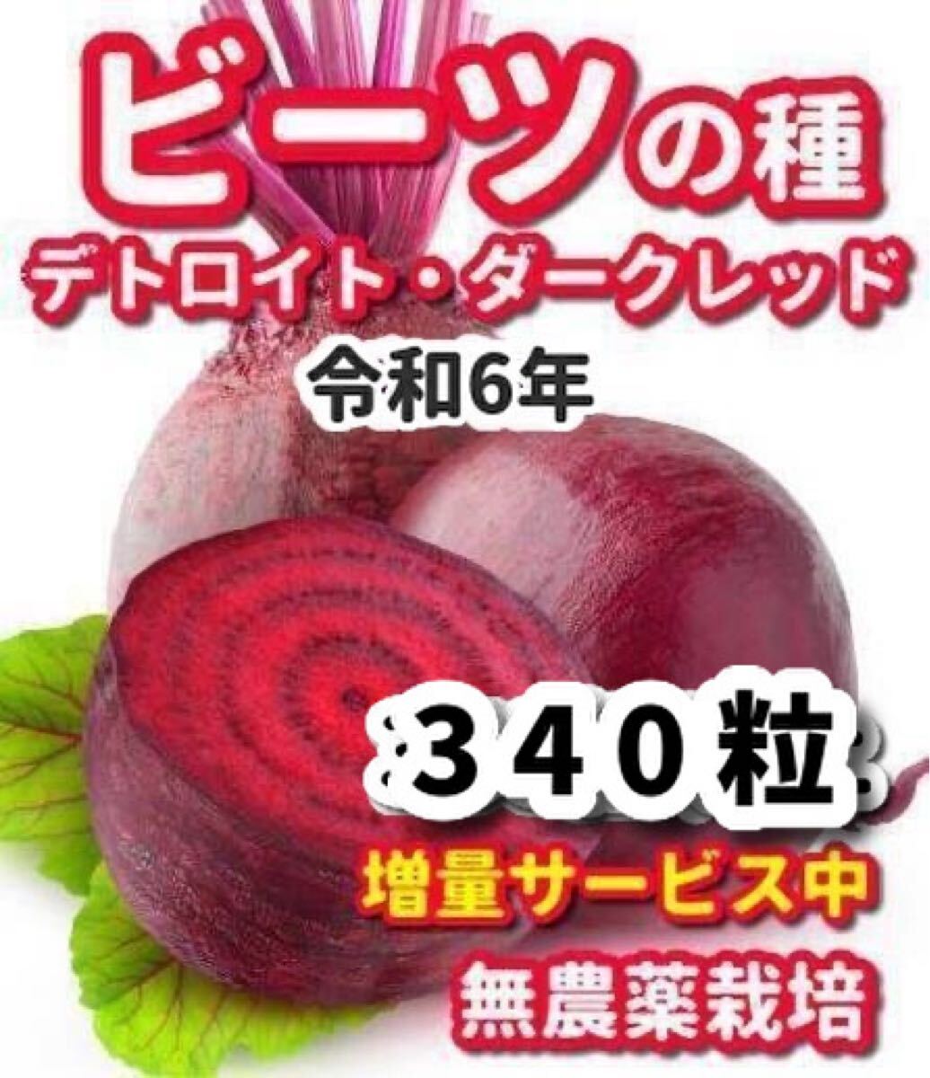 ビーツの種【340粒】デトロイトダークレッド★栽培期間中農薬不使用の種拍卖