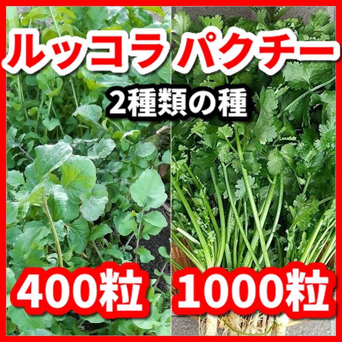 パクチー(大粒タイプ)&ルッコラの種セット★令和6年産★拍卖