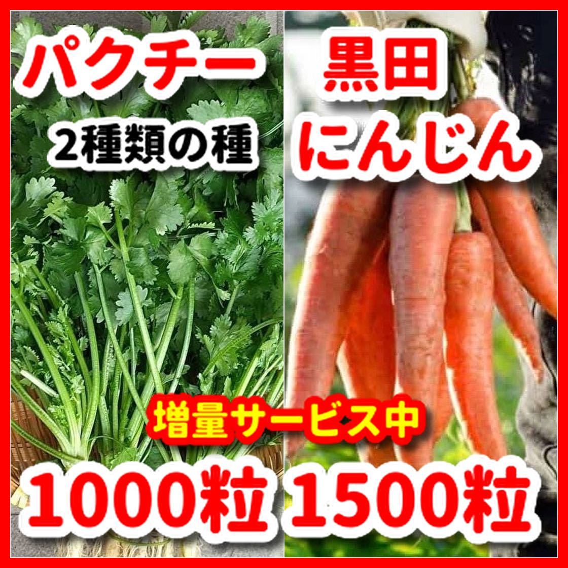パクチー&黒田にんじんの2種類の種セット★令和6年産★【増量サービス中】拍卖