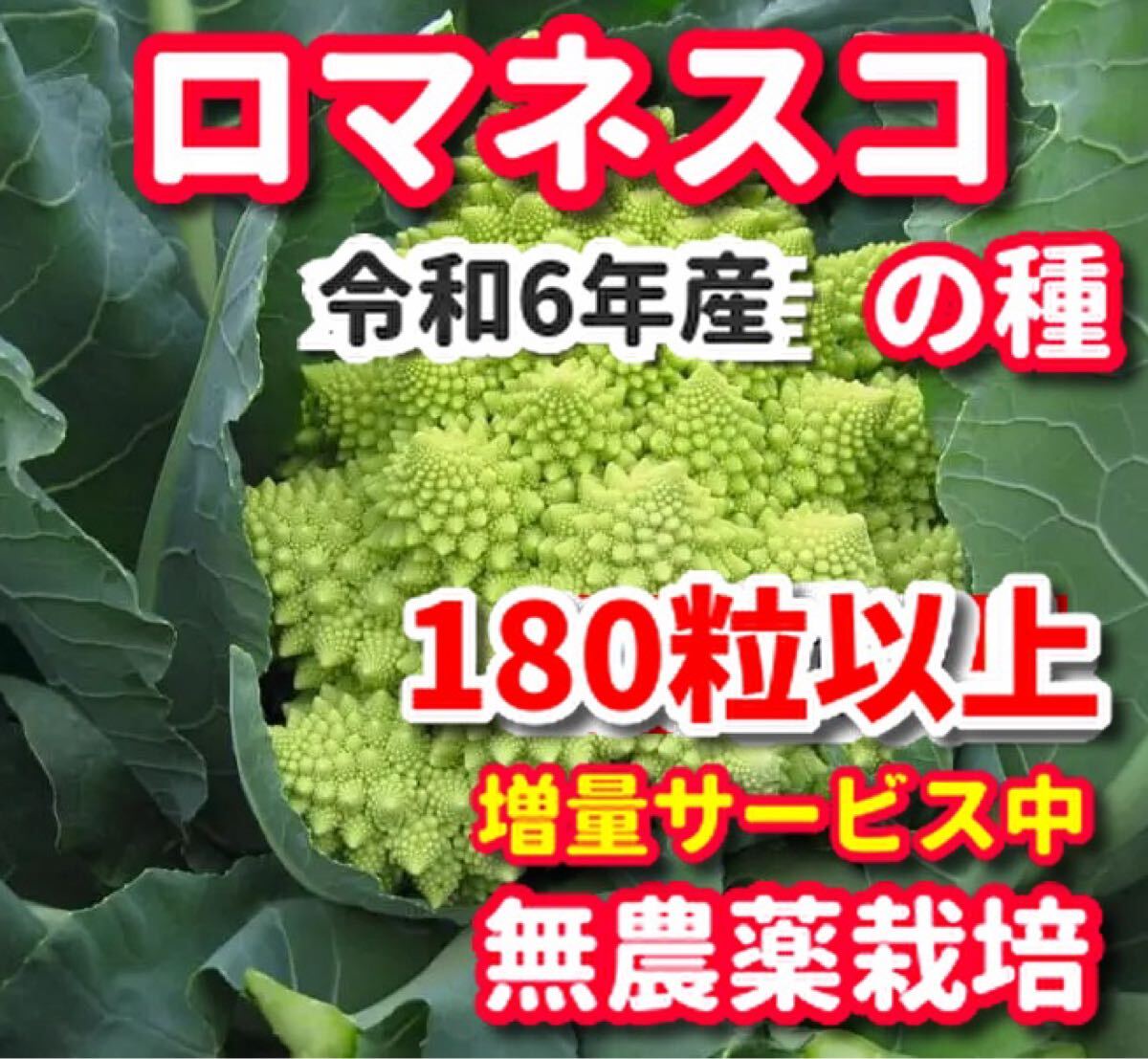 ロマネスコ種【180粒以上】★栽培期間中農薬不使用の種拍卖