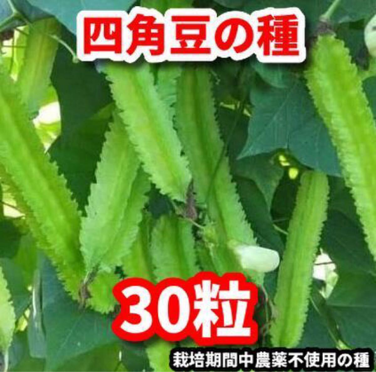四角豆の種【30粒】★栽培期間中農薬不使用の種拍卖