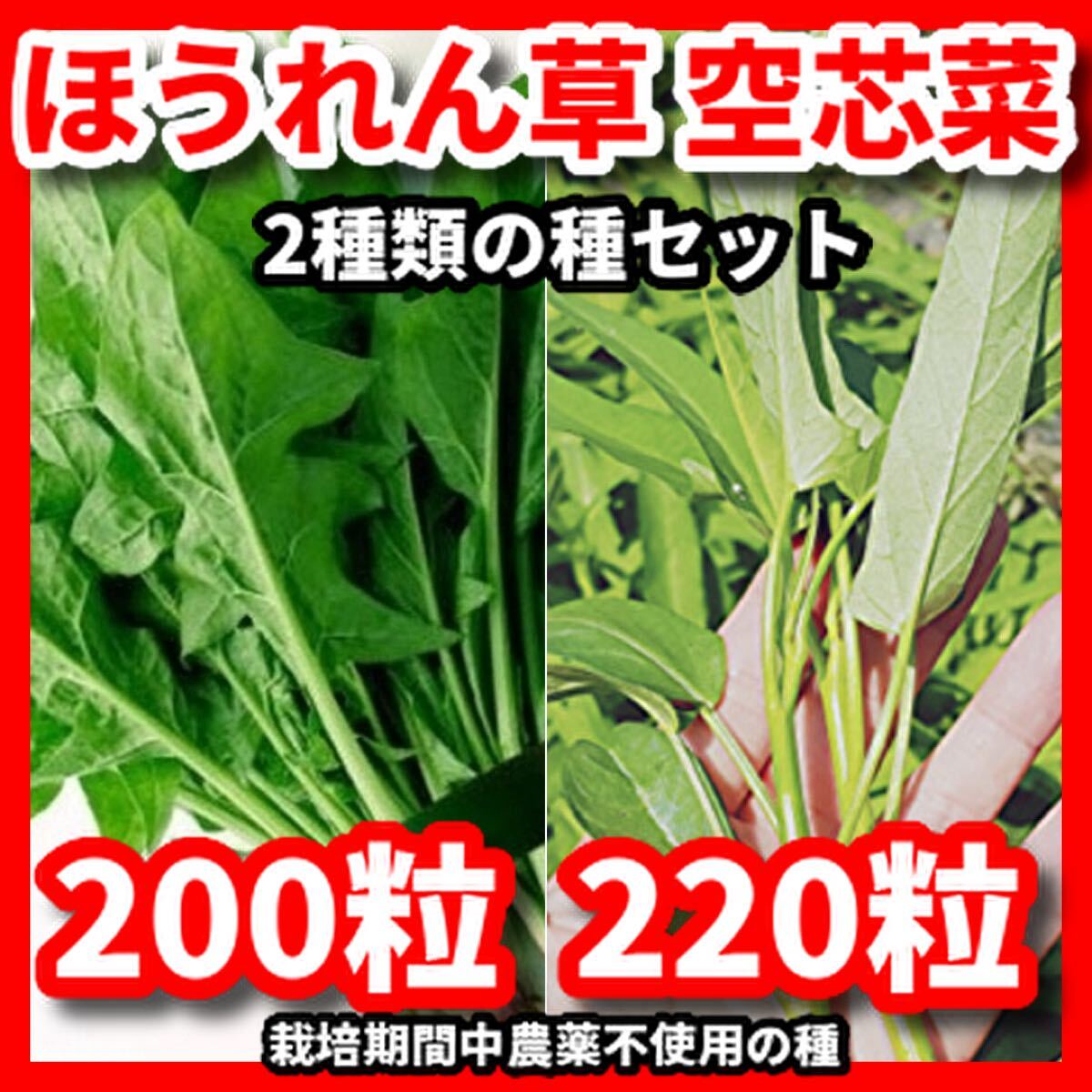 ほうれん草&空芯菜の種セット★栽培期間中農薬不使用の種拍卖