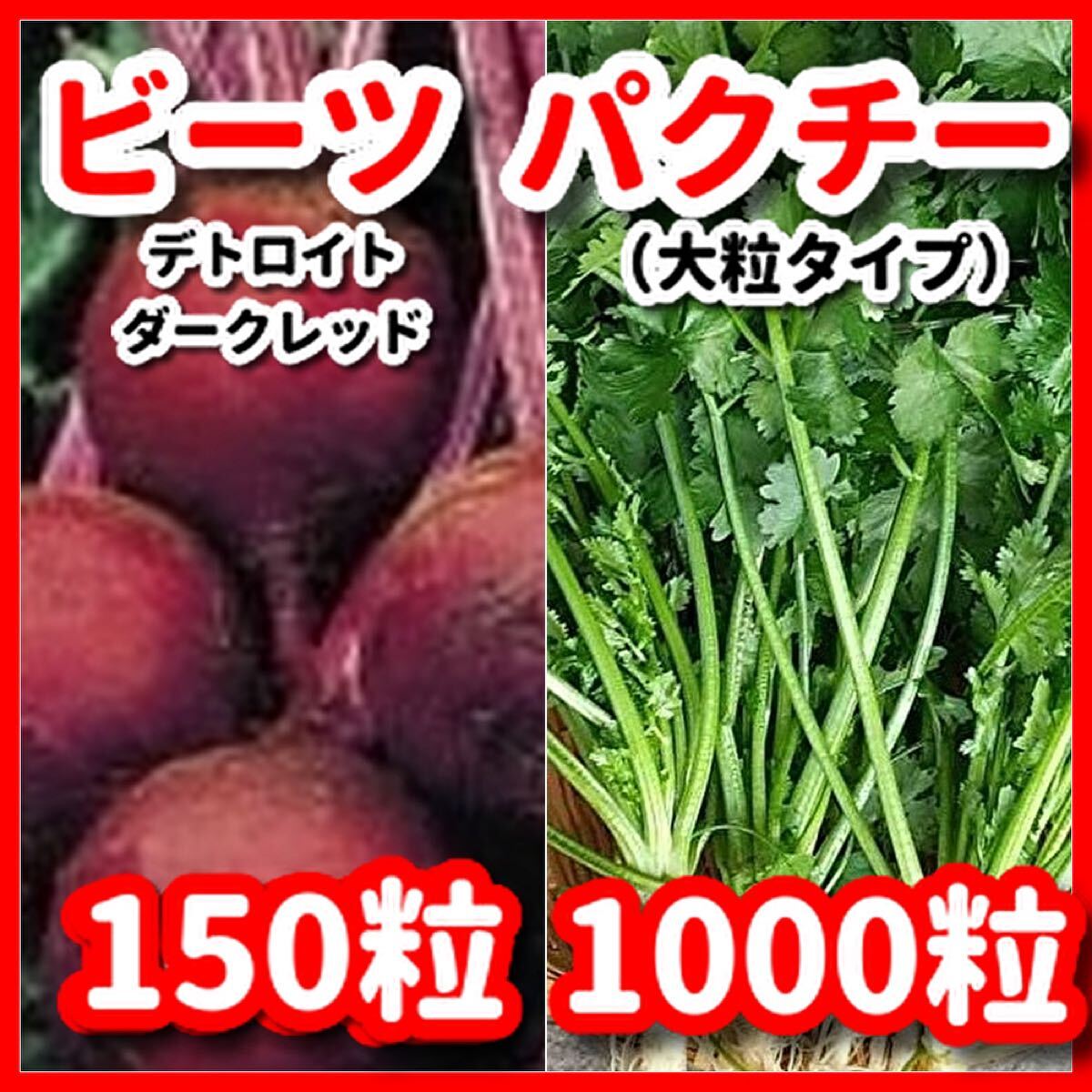 パクチー(大粒タイプ)&ビーツの種セット★令和6年11月産拍卖