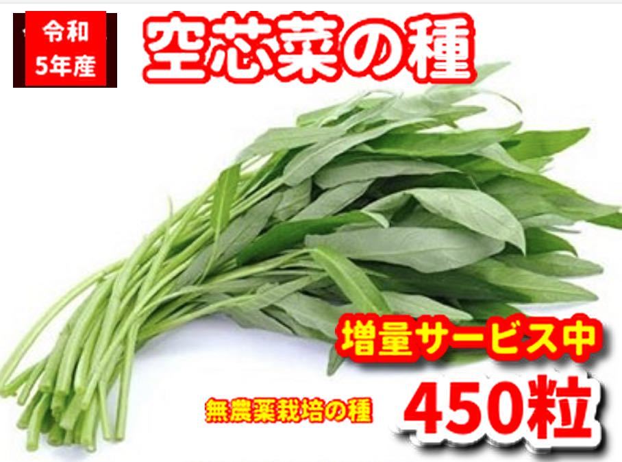 空芯菜種22g【450粒前後】★令和6年産★栽培期間中農薬不使用の種★ベトナムの栽培方法記載拍卖