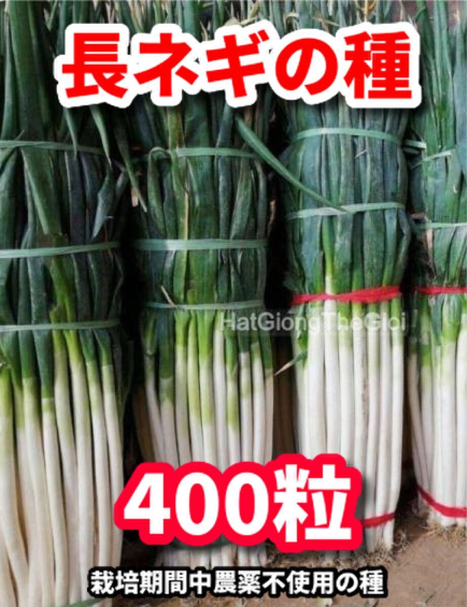 長ネギの種【400粒】★栽培期間中農薬不使用の種拍卖