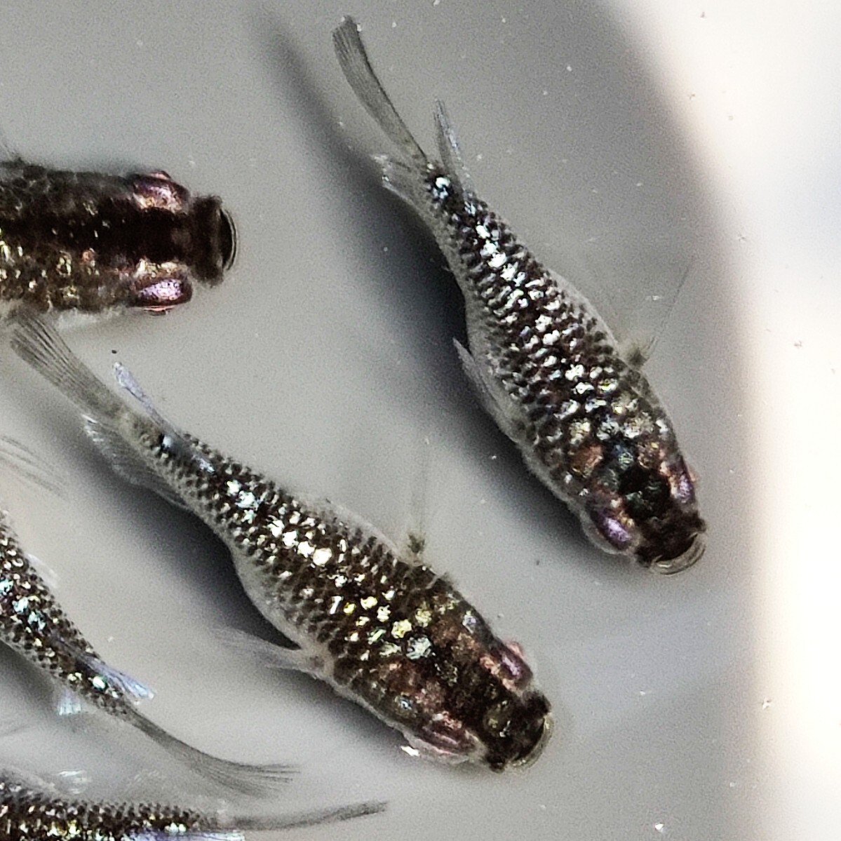 佐那めだか【現物出品】クラウドグレーダイヤダルマ 3ペア+α だるま拍卖