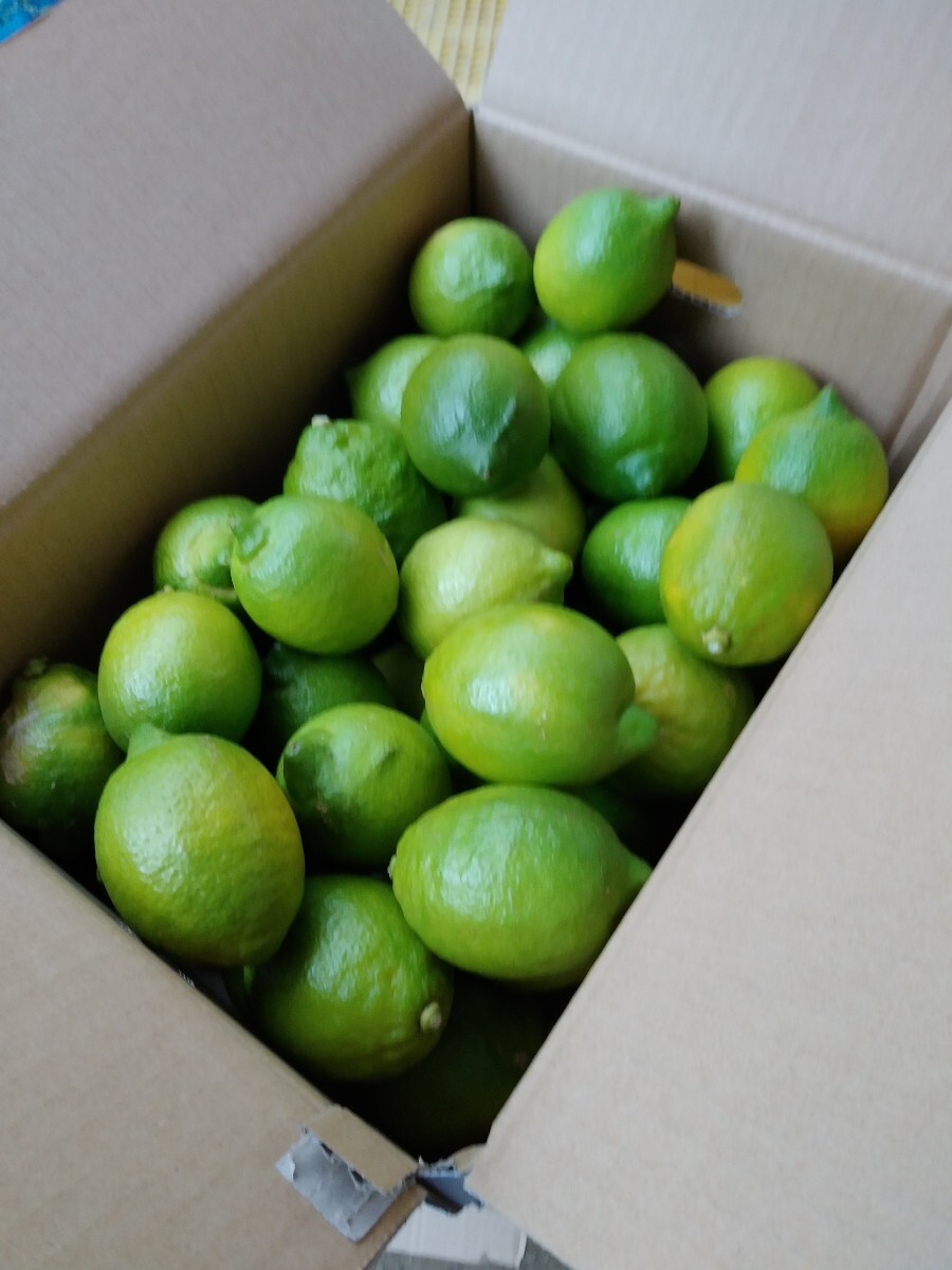 A レモン 無農薬 広島瀬戸田 5キロ こだわり グリーンレモン B級品 Mサイズ ビタミンC フレッシュ 農家直送 家庭用拍卖